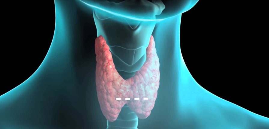 tiroide-intestino