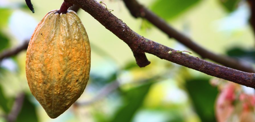 cacao