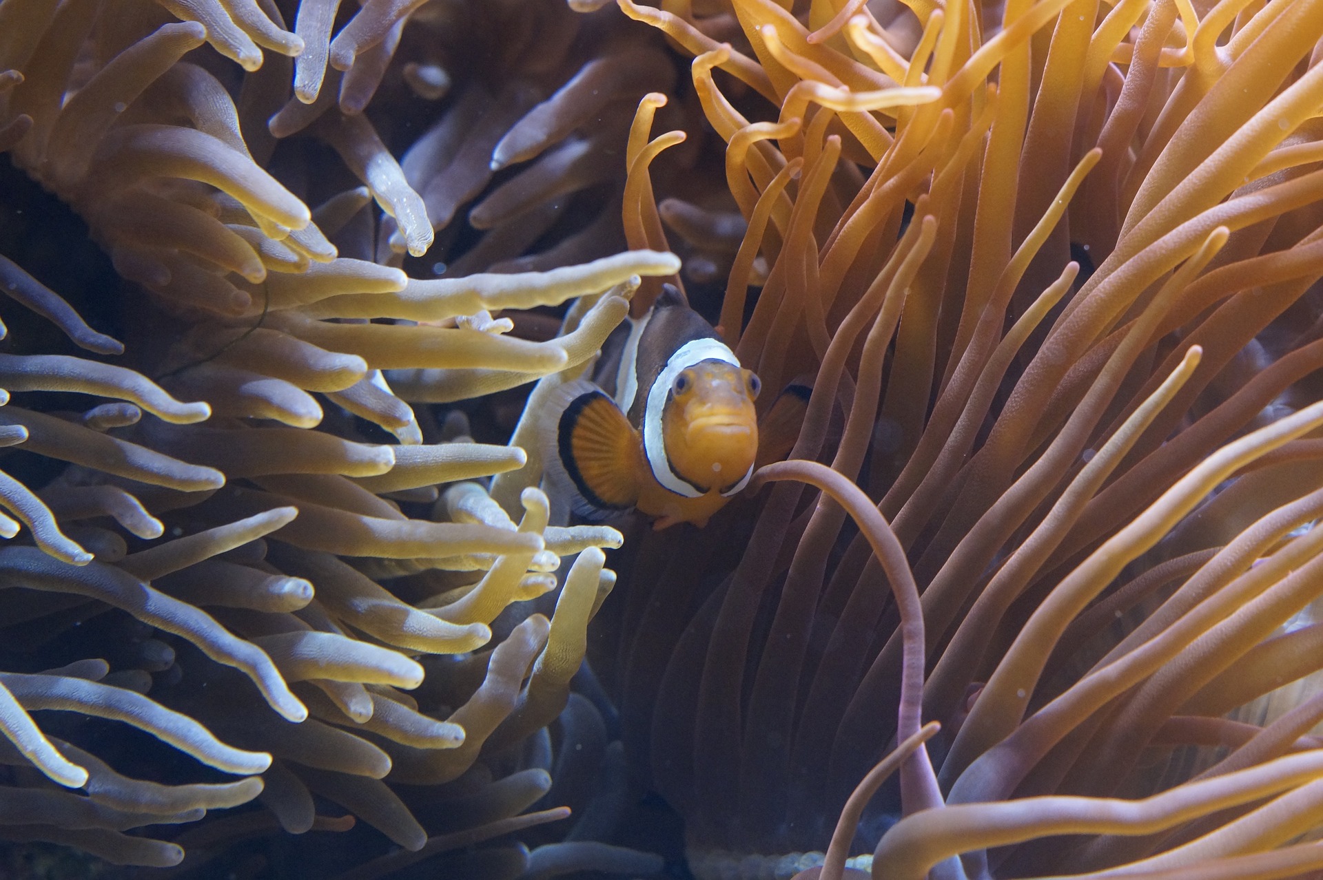 simbiosi anemone pesce pagliaccio
