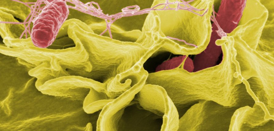 Batteri patogeni e intestino