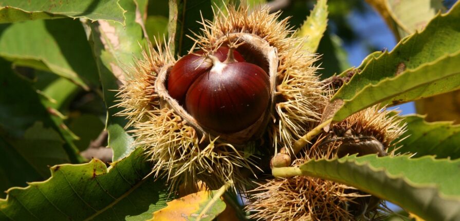 Castagne, valori nutrizionali